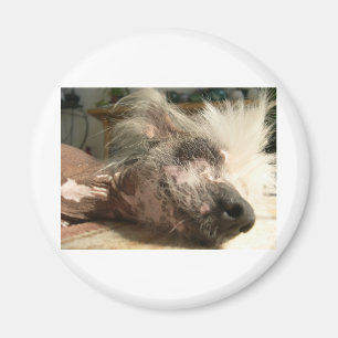 snooze magnet