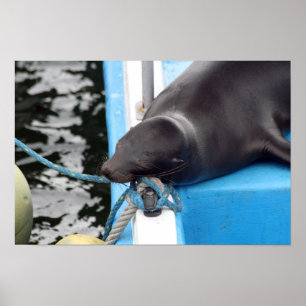 Snoozing Galapagos Sea Lion Poster