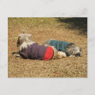 Snoozing in Nong Khai Postcard