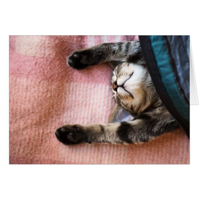 Snoozing Kitten (Front Horizontal)