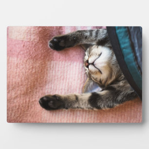 Snoozing Kitten Plaque