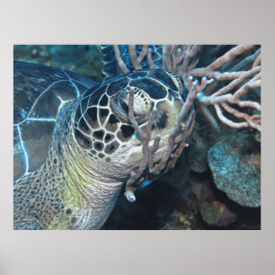 Snoozing Turtle Poster