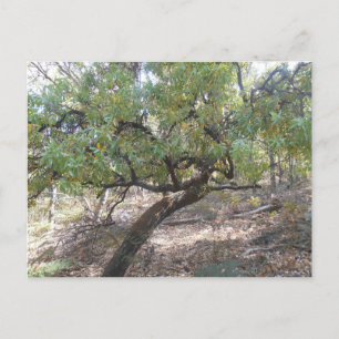 Snottygobble Old Hag Bush Tree Postcard