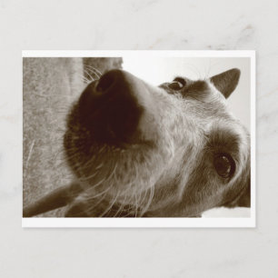 snout postcard
