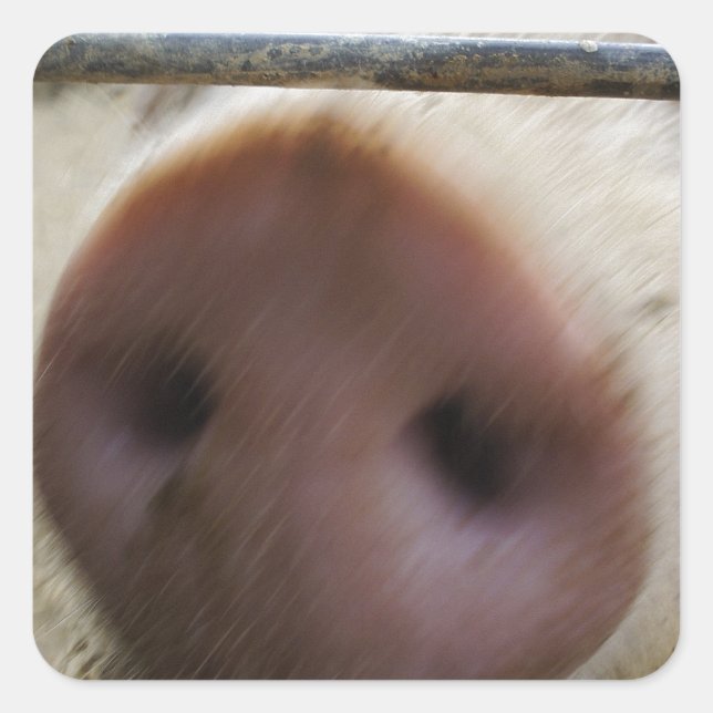 Snout Square Sticker (Front)