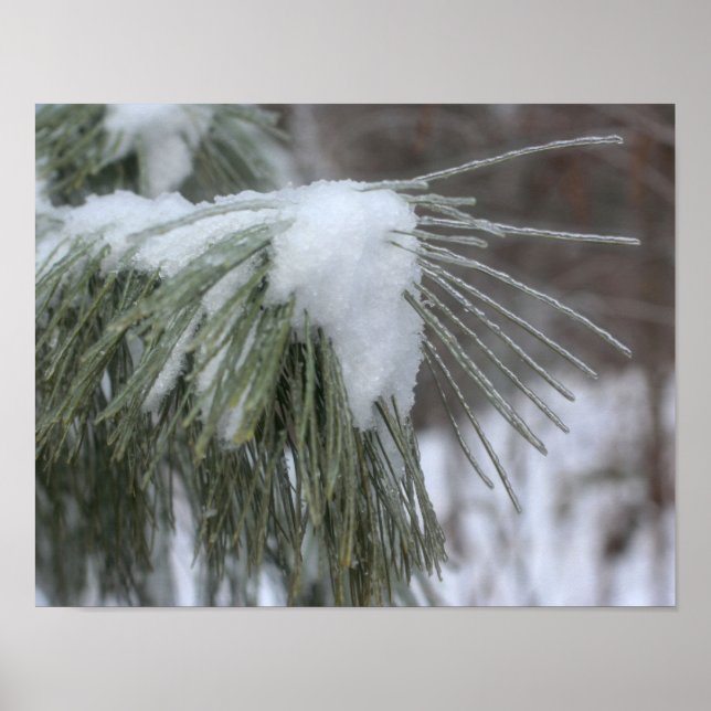 Snow And Ice Covered Pine Needles Winter Poster (Front)