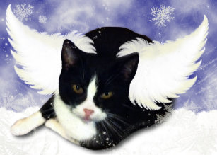 Black And White Angel Cat With Wings Gifts On Zazzle Au