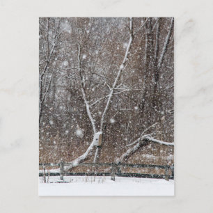 Snow At the Park Postcard