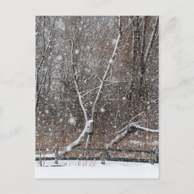 Snow At the Park Postcard (Front)