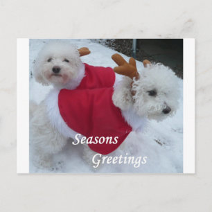 Snow Babys Holiday Postcard