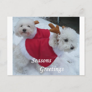 Snow Babys Holiday Postcard
