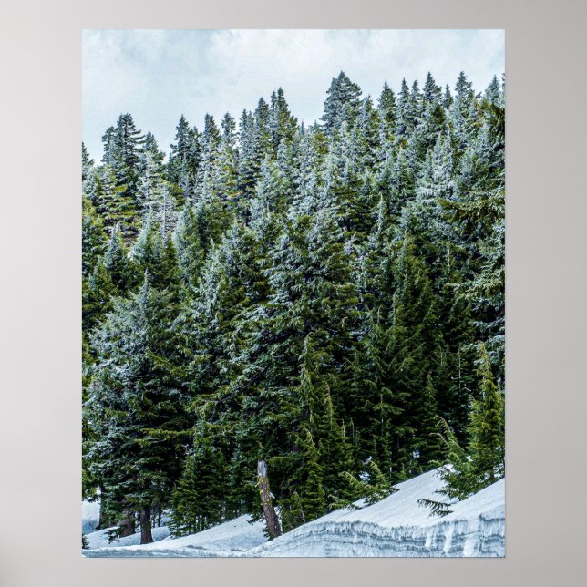 Snow Bank Woodlands // Pine Tree Forest Poster (Front)