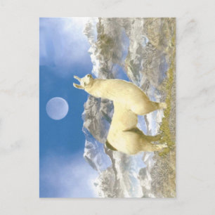 Snow Bear Postcard