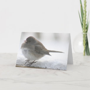 Snow bird standing in snow card