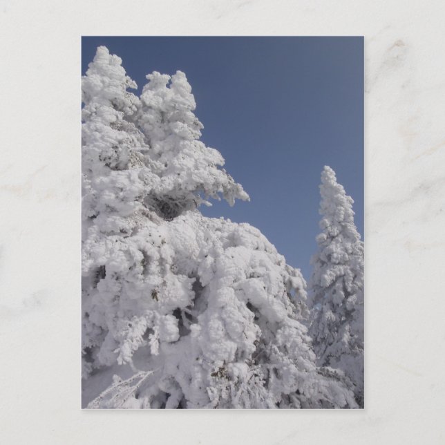 Snow Blanketed Pine Trees Postcard (Front)