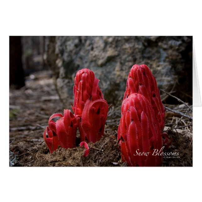 Snow Blossoms (Front Horizontal)