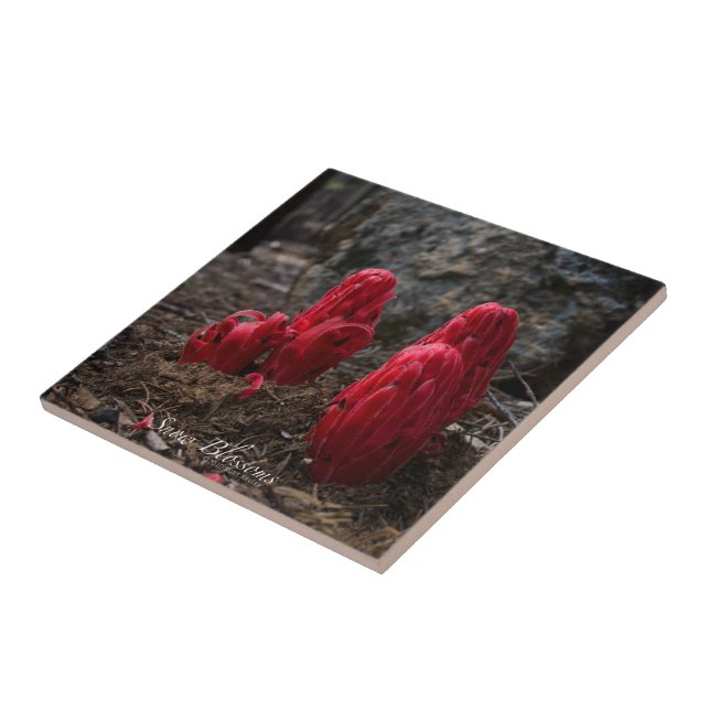 Snow Blossoms Ceramic Tile (Side)