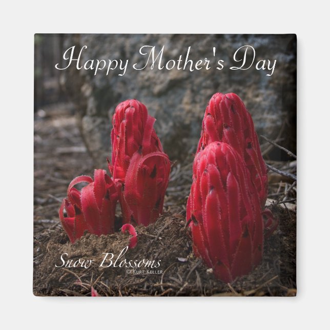 Snow Blossoms Happy Mother's Day Magnet (Front)