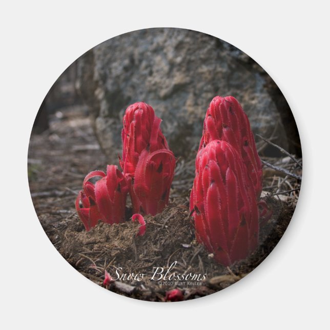 Snow Blossoms Magnet (Front)