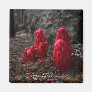 Snow Blossoms Magnet