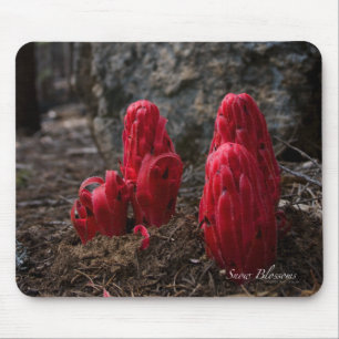 Snow Blossoms Mousepad