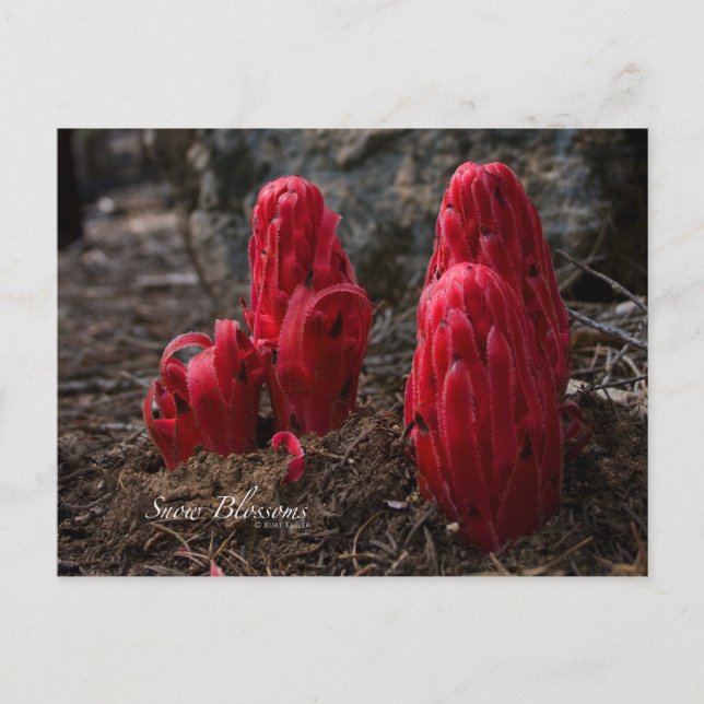 Snow Blossoms Photo Postcard (Front)