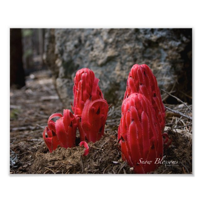 Snow Blossoms Photo Print (Front)