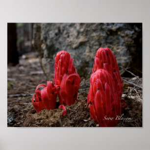 Snow Blossoms Poster