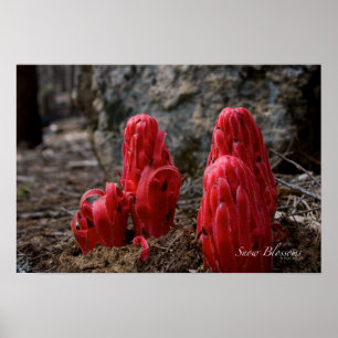 Snow Blossoms Poster