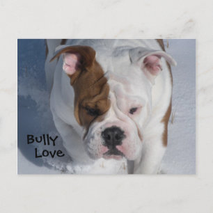 Snow Bully 2 - English Bulldog Postcard