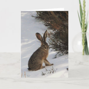Snow Bunny Card