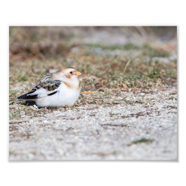 Snow Bunting Photography Print (Front)
