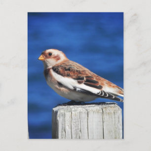 Snow Bunting Postcard