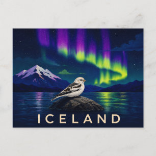 Snow Bunting Under the Aurora   Iconic Iceland Postcard