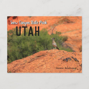 Snow Canyon Roadrunner Utah Postcard