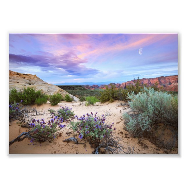 Snow Canyon Sunrise Wildflowers Landscape Photo (Front)
