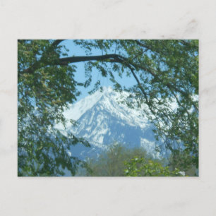 Snow-capped Mountain through Foliage Postcard