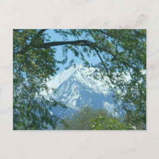 Snow-capped Mountain through Foliage Postcard