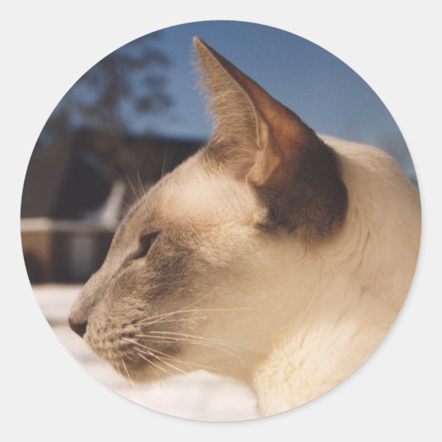 Snow Cat - Siamese Blue Point Profile Classic Round Sticker (Front)