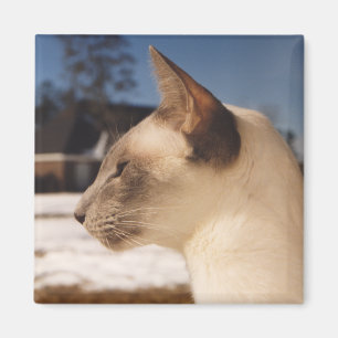 Snow Cat - Siamese Blue Point Profile Magnet