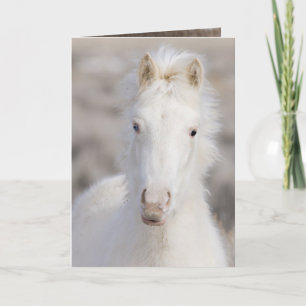 Snow Colt Wild Horse Greeting Card