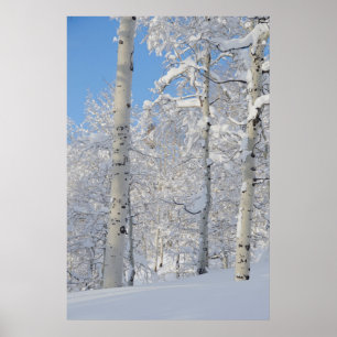 Snow-Covered Aspens, Beartrap-Desolation Ridge Poster