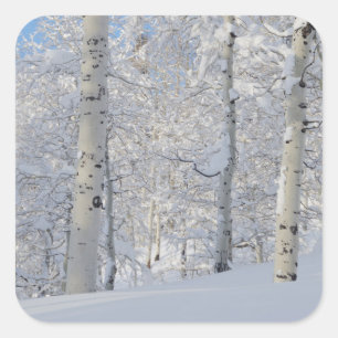 Snow-Covered Aspens, Beartrap-Desolation Ridge Square Sticker