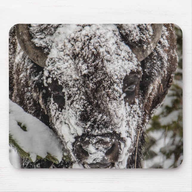 Snow-Covered Bison Yellowstone Mouse Pad (Front)