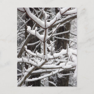 Snow-covered Branches Postcard