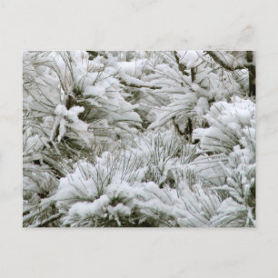 Snow Covered Branches Postcard
