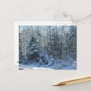 Snow Covered Christmas Tree Holiday Postcard