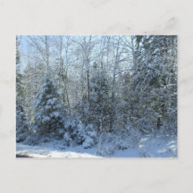 Snow Covered Christmas Trees Blank Post Card