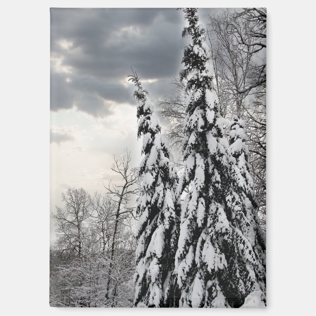 Snow-Covered Evergreen Trees Under Dramatic Winter Magnet (Front)