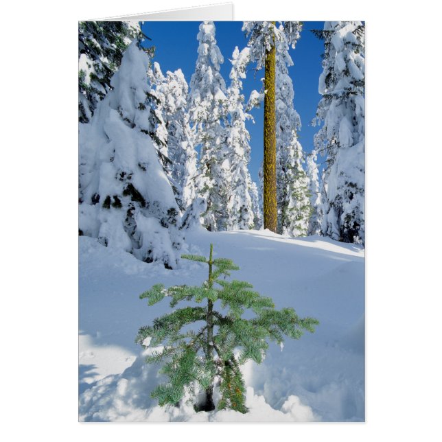 Snow Covered Forest in Oregon (Front)